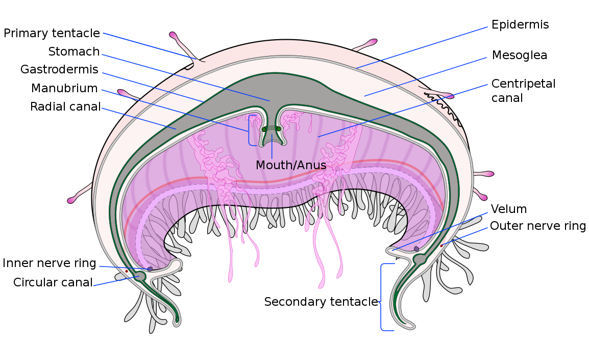 Hydrozoan cross-section with parts