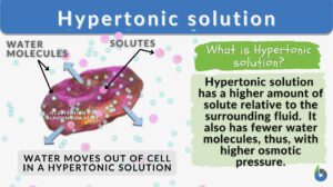 Hypertonic solution definition and example