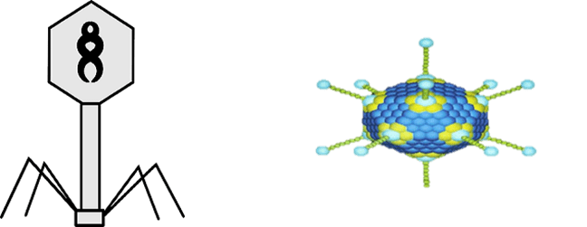 Icosahedral capsid in adenovirus and a prolate capsid in bacteriophage