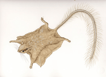 Idiurus marcotis - gliding