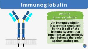 Immunoglobulin definition and example