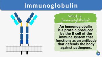 Immunoglobulin definition and example