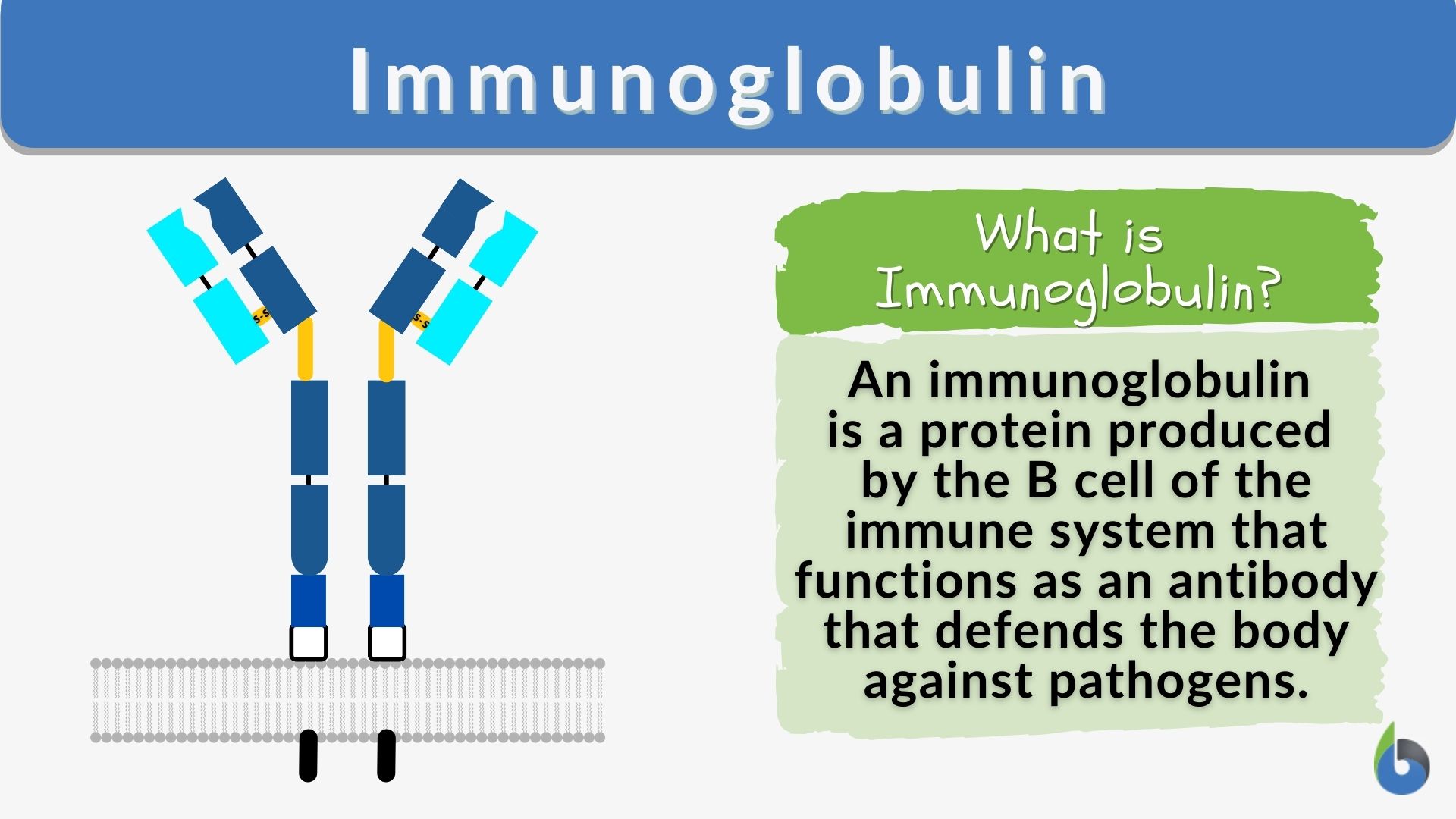 Immunoglobulin Definition And Examples Biology Online Dictionary