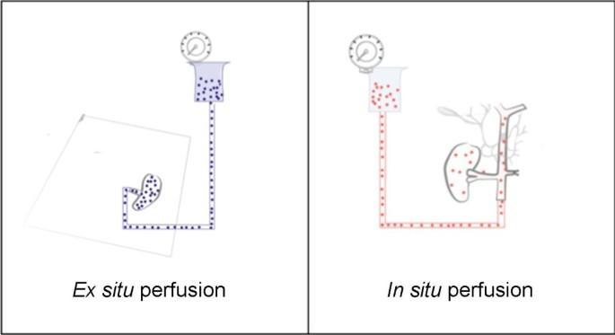 In situ biology experiments vs ex situ biology experiments