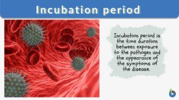 Incubation Definition and Examples - Biology Online Dictionary