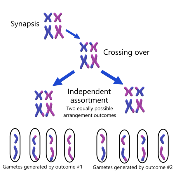 essay on independent assortment