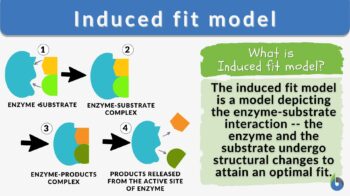 Induced fit model definition example
