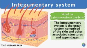 Integumentary system definition and example