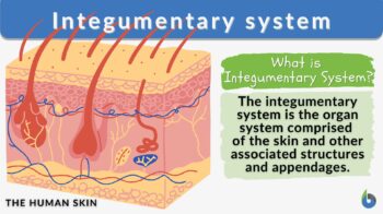 Integumentary system definition and example