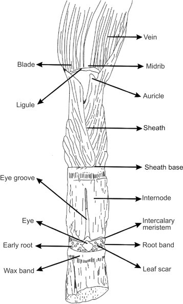 Intercalary meristem in Sugarcane