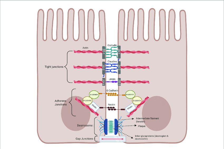 Intestinal-epithelial-cell-junctional-proteins-Tight-junctions-are-at-the-apical-end