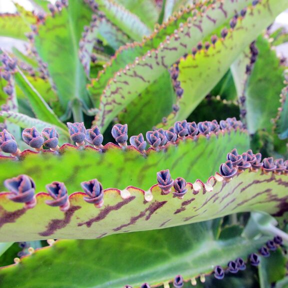 Kalanchoe daigremontiana plantlets on leaf
