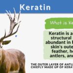 what is bio keratin