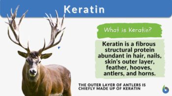 Keratin definition and example