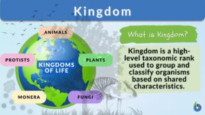 Kingdom definition and example