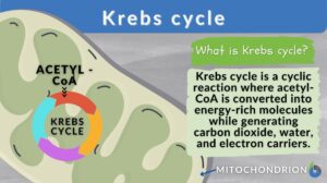 Krebs cycle definition and example