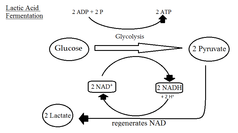 Fermentation - Definition and Examples - Biology Online Dictionary