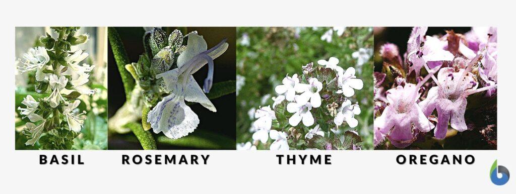 Lamiaceae flowers