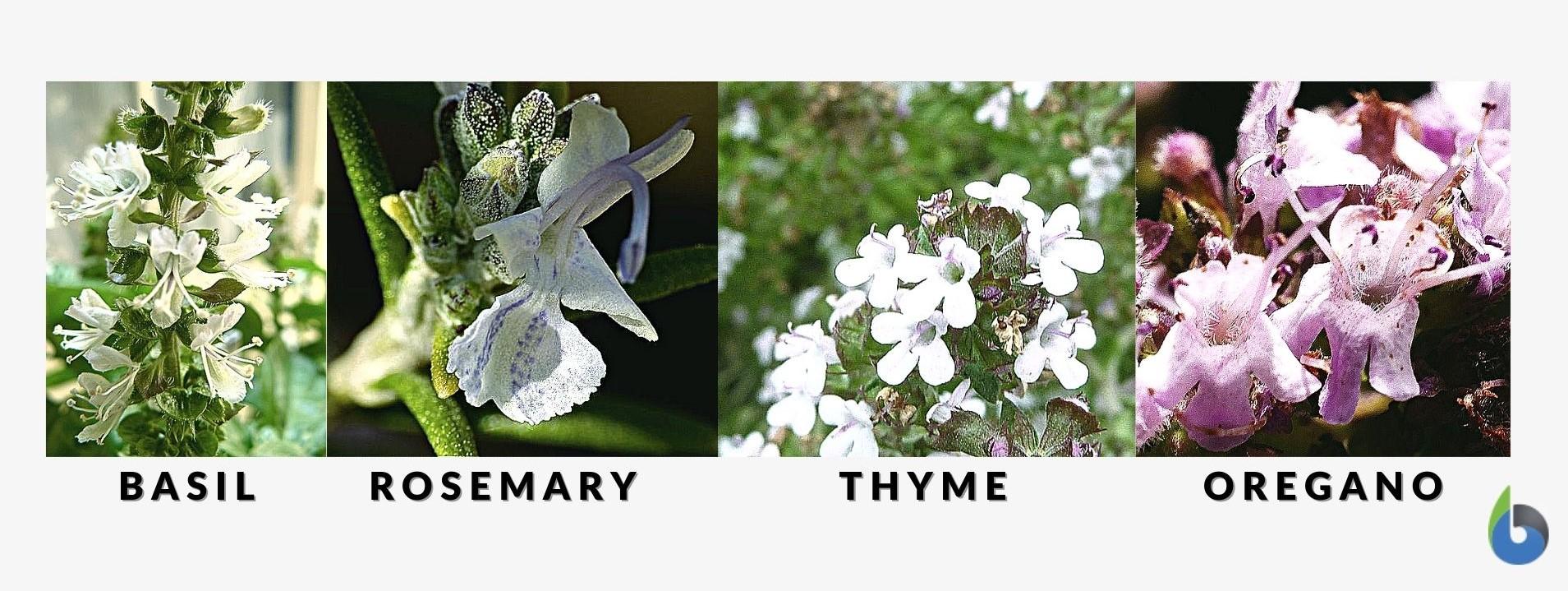 Labia Definition Spanish at Faith Morrow blog