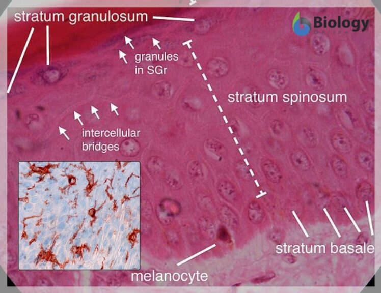 Langerhans cells microscope