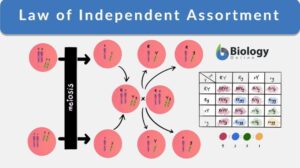 Law of Independent Assortment definition