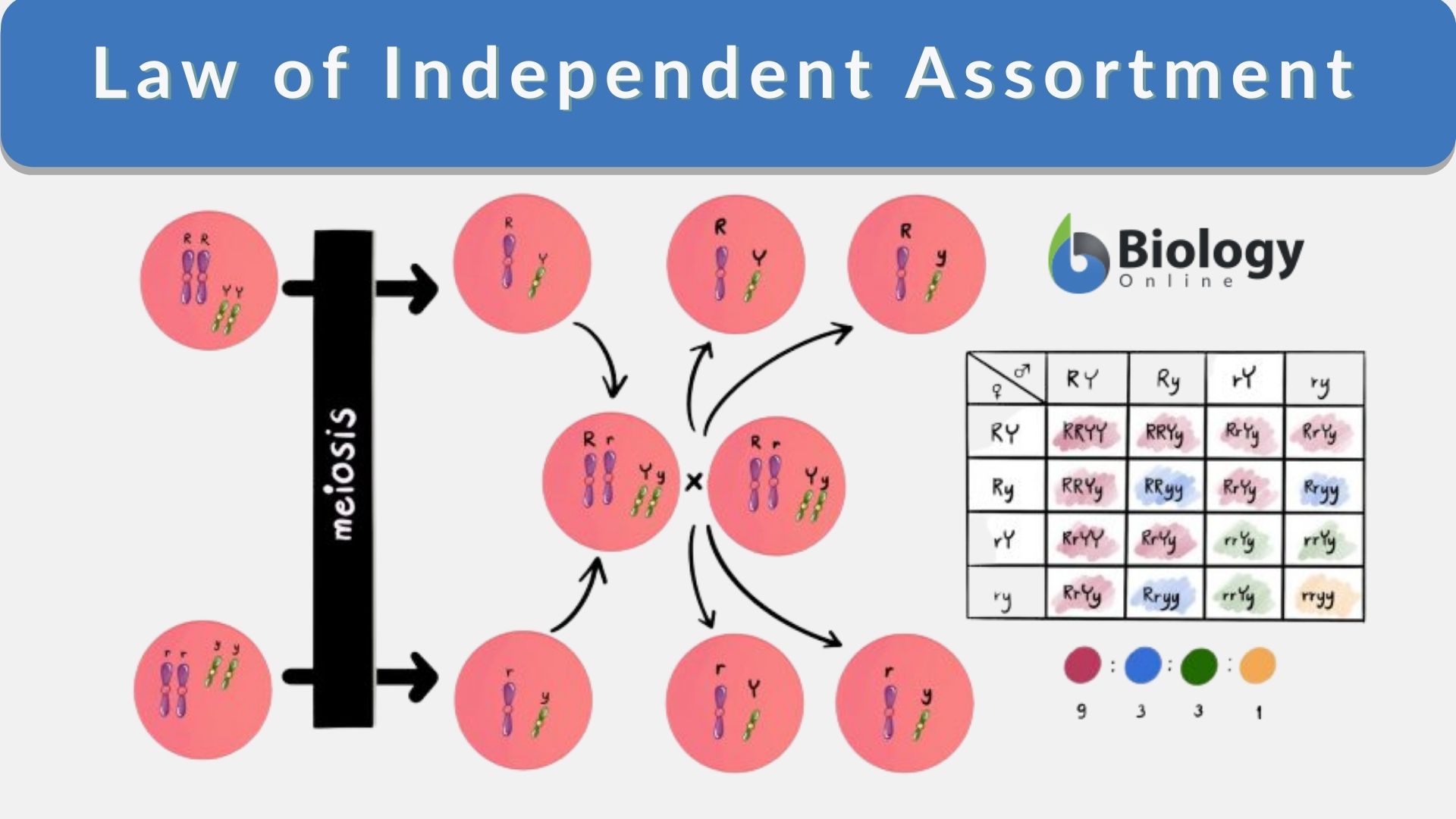 essay on independent assortment