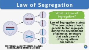 Law of Segregation - definition and example