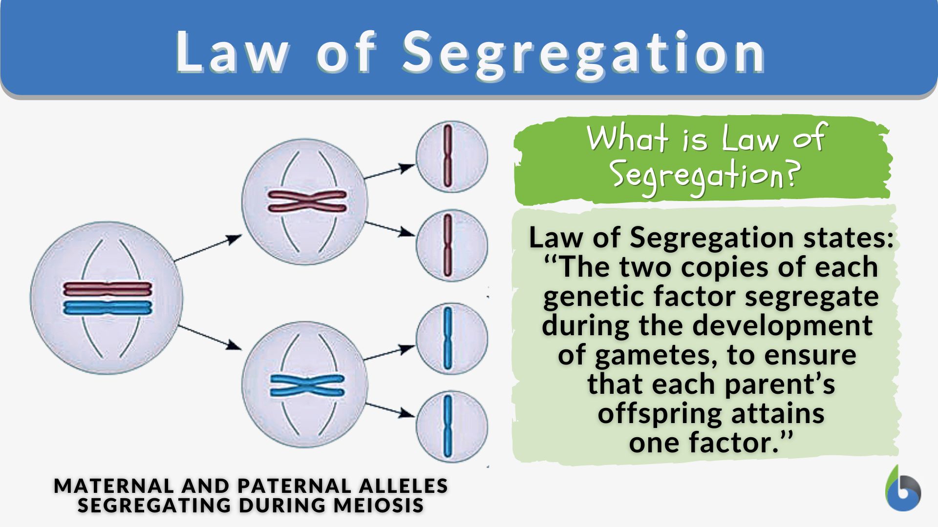 law of segregation assignment