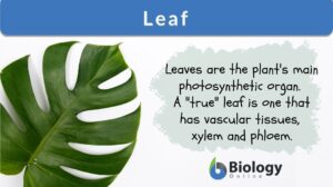 Leaf definition