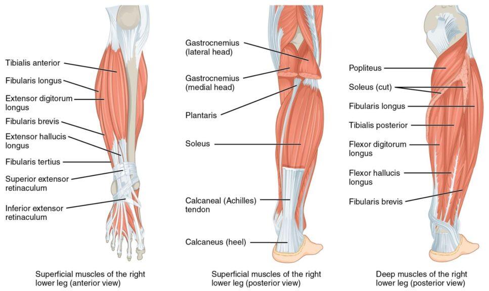 Leg (anatomy)  definition of Leg (anatomy) by Medical dictionary