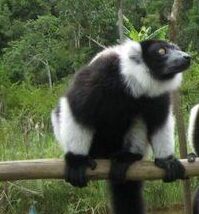 Lemurs