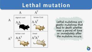Lethal mutation definition and example