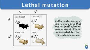 Lethal mutation definition and example