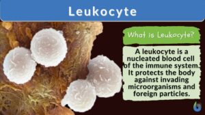 Leukocyte - definition and example