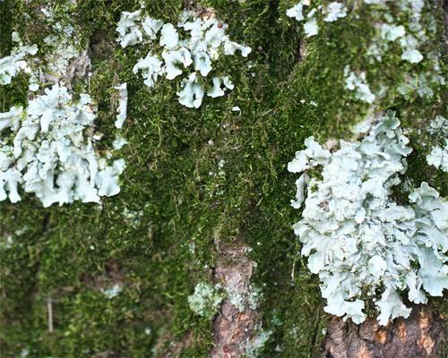 Lichens