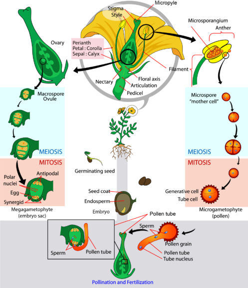 Life cycle of angiosperm