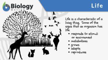 Living things - Definition, Characteristics and Examples