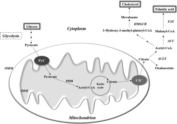 Lipogenesis diagram