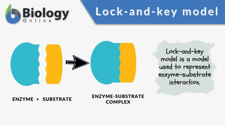 labeled enzymes lock and key