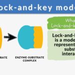 a researcher proposes a model to explain how enzyme substrate