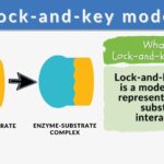 lock and key hypothesis of enzyme action supports that