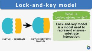 what is a lock and key hypothesis