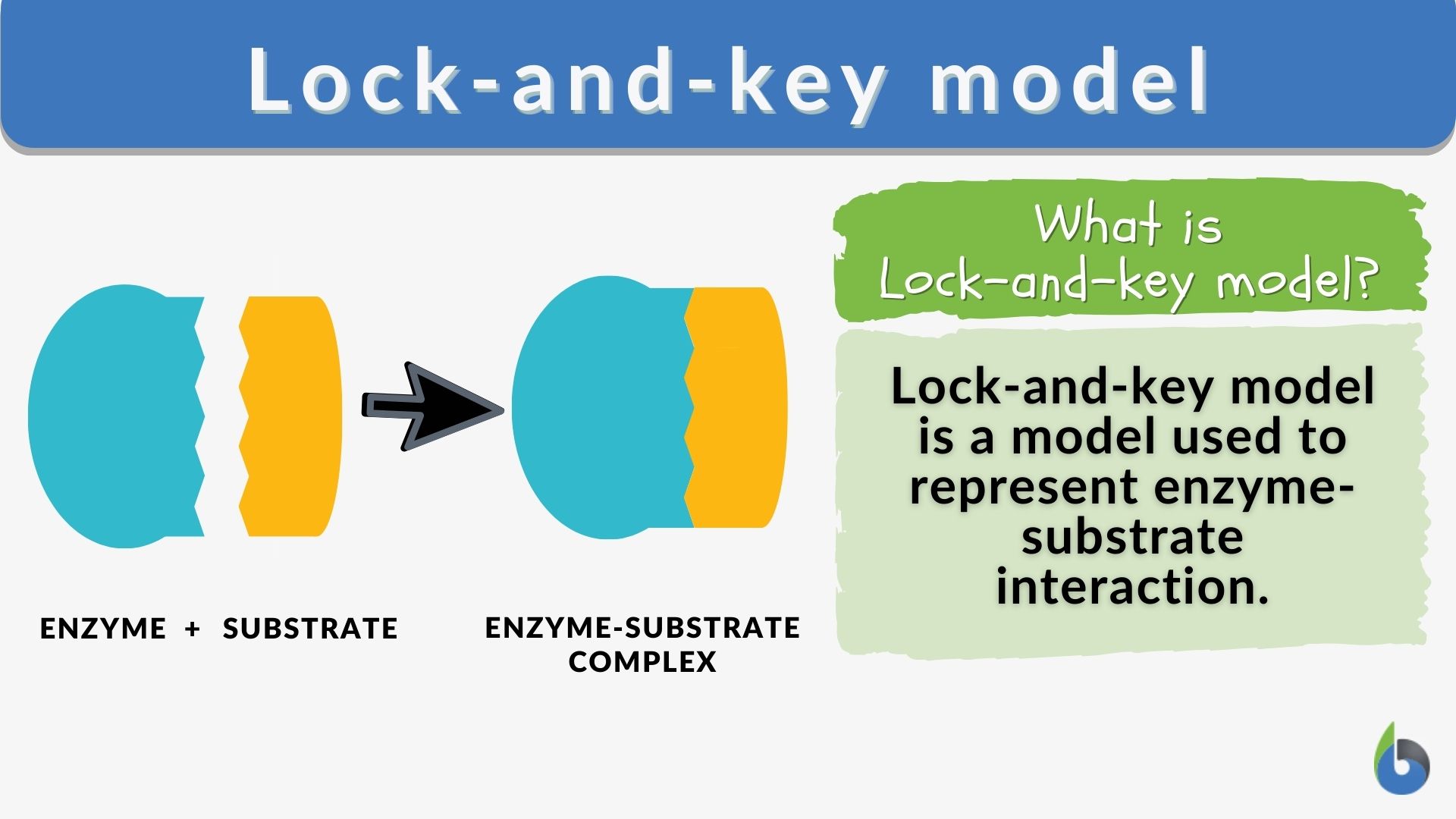 labeled enzymes lock and key