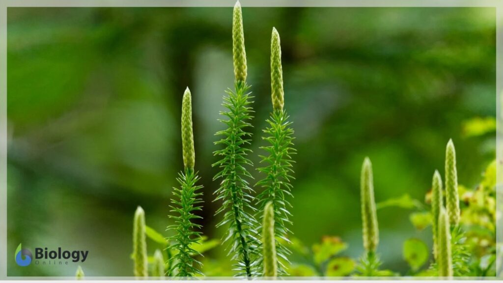 Lycophyta