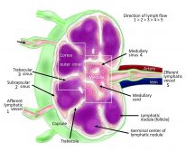 Lymph node structure diagram