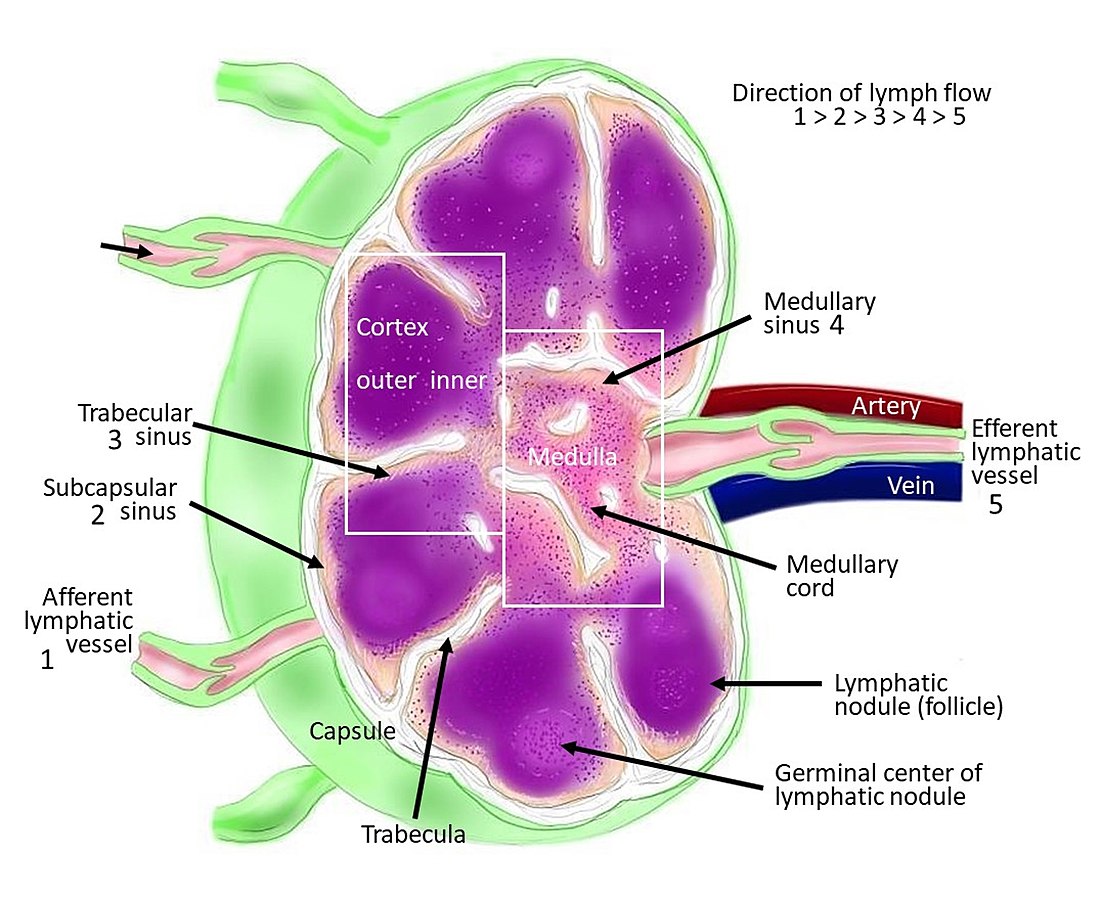 Lymph nodes definition and examples biology online dictionary