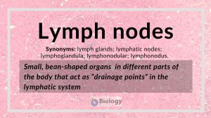 Lymph nodes definition