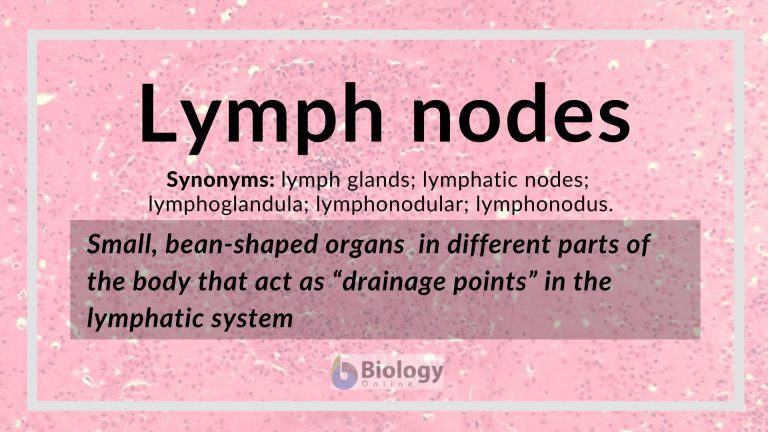 Lymph nodes definition