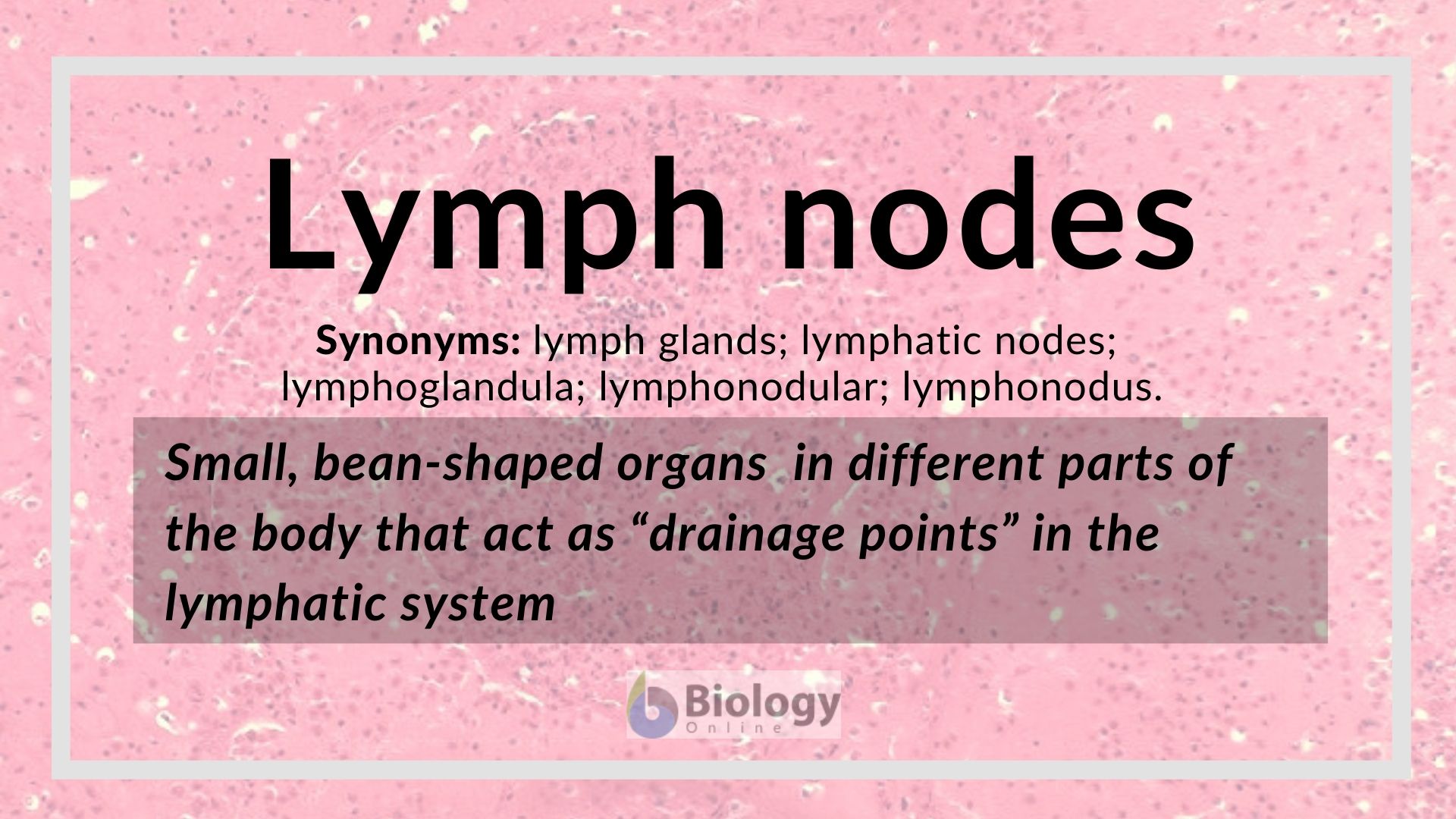 What Is A Lymphatic Drainage Definition Best Drain Photos Primagem Org