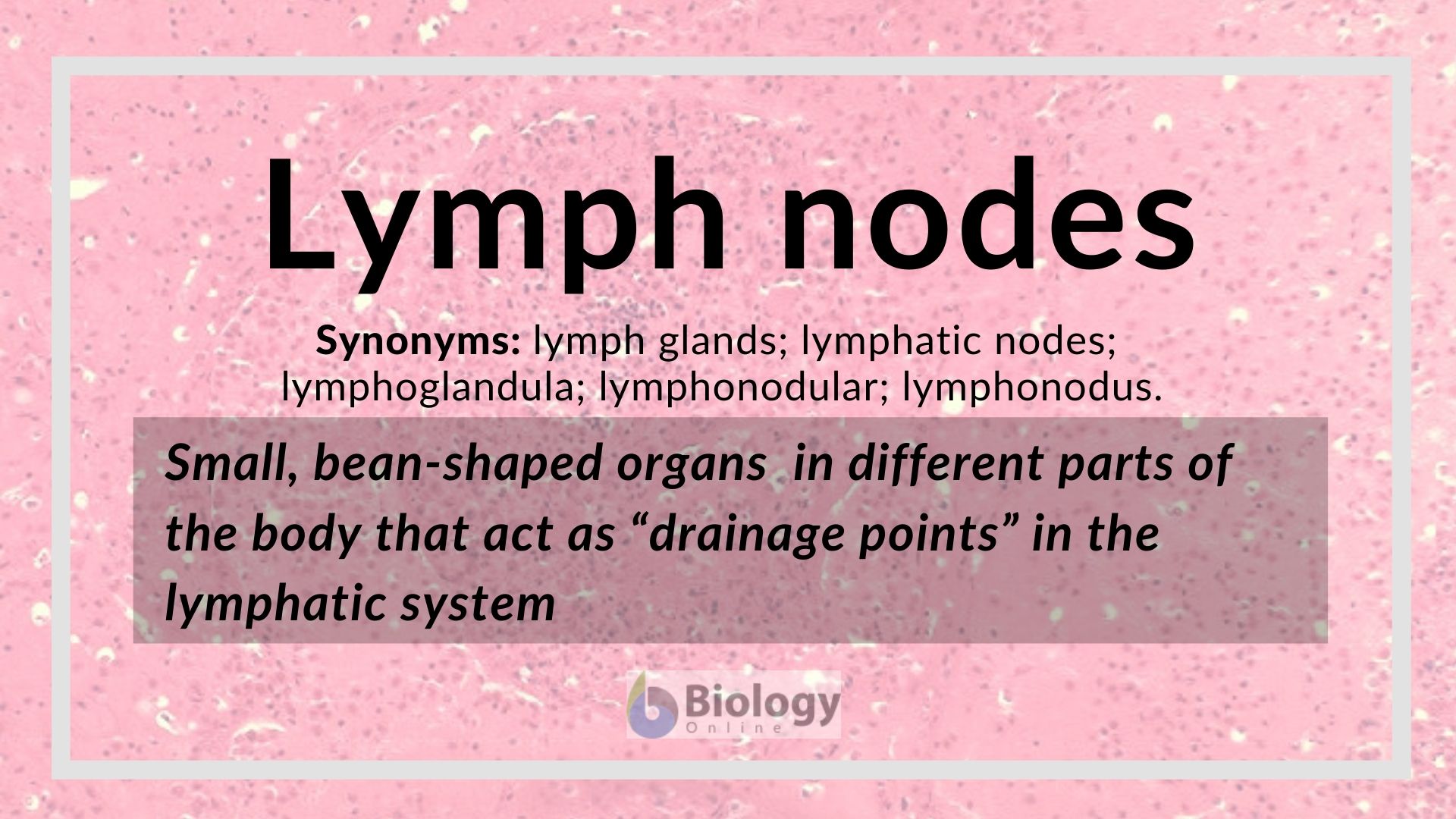 lymph nodes histology diagram